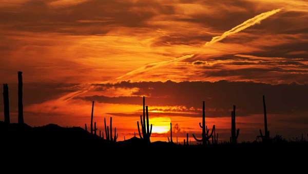 Reportage-die Wüste lebt
