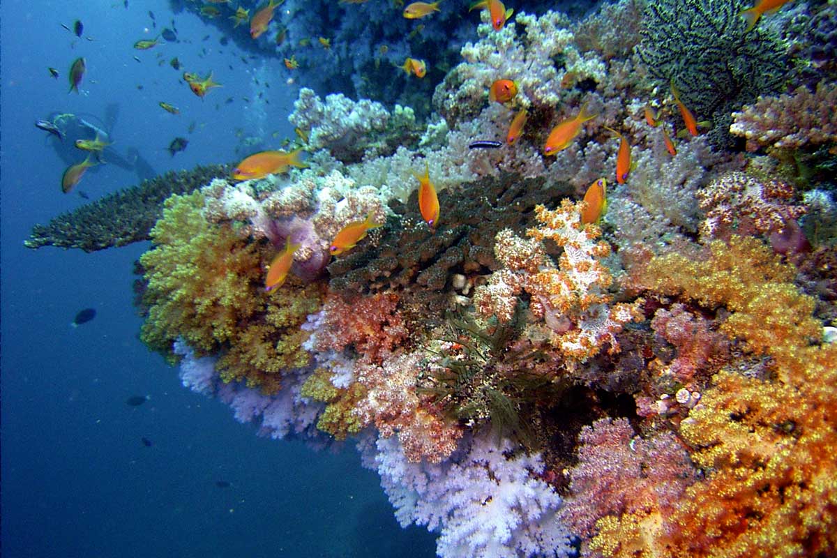 Die farbenfrohe Unterwasserwelt der Malediven © Caplio G3 modelS User Malediven (C) Caplio G3 modelS User