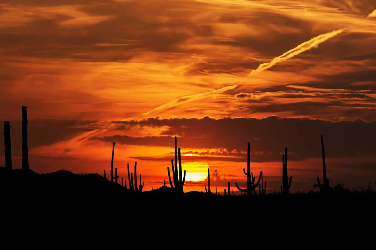 Sonnenuntergang in der Wüste von Arizona mit großen Kakteen im Vordergrund