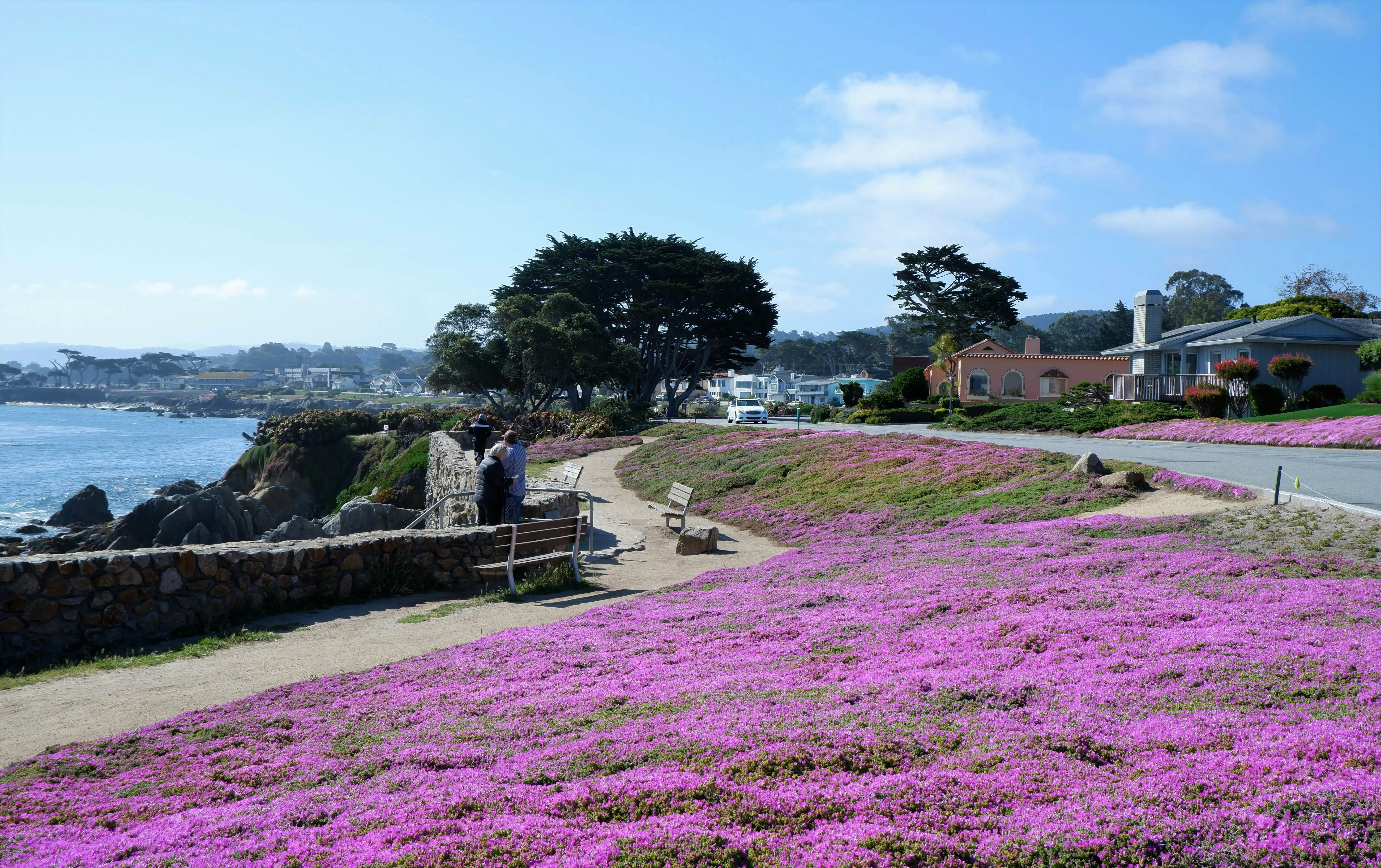 Monterey, an deer Küste, blühender park